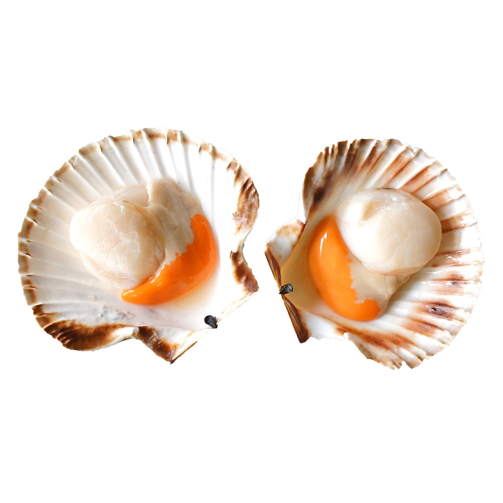 Scallop 2 online