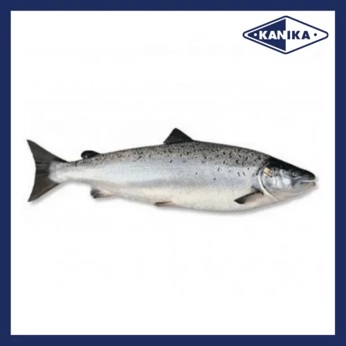 SFCH10016 [SALMON-FF-4/5] FRESH SALMON SIZE : 4-5KG